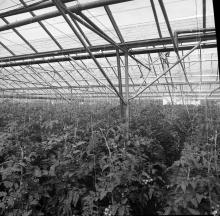 Hadfield Garden Centre, Yarmouth Road