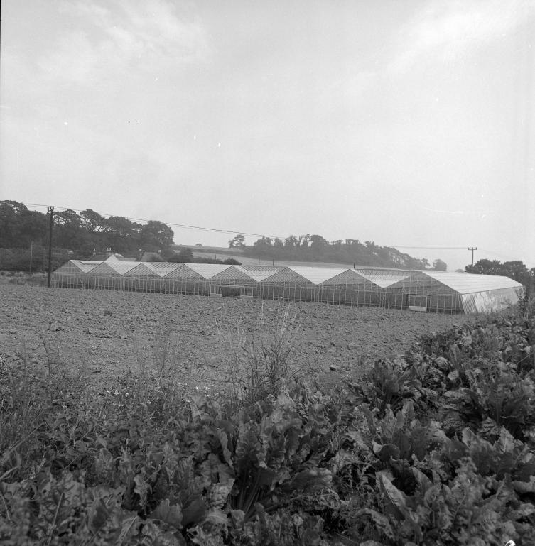 Hadfield Garden Centre, Yarmouth Road (North Walsham Archive) Photograph. Hadfield Garden Centre, Yarmouth Road (North Walsham Archive).