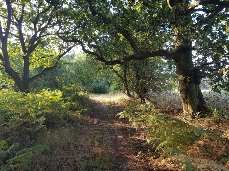 Felmingham Bryants Heath