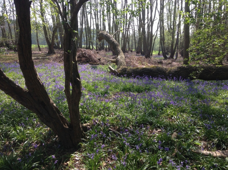 Witton (Bacton) Woods